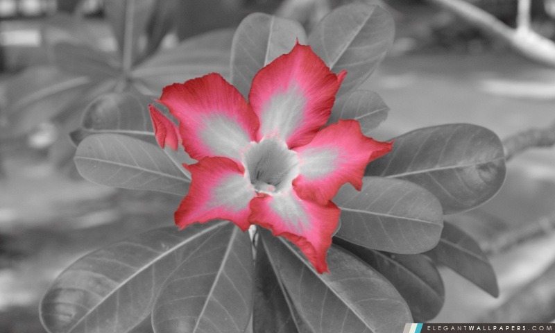 Fleur rouge, Arrière-plans HD à télécharger