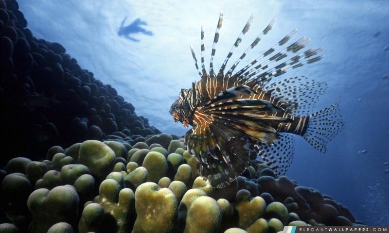 Lionfish l'océan Pacifique, Arrière-plans HD à télécharger
