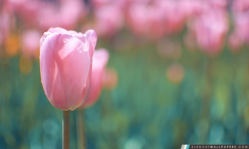 Tulipe rose, Arrière-plans HD à télécharger