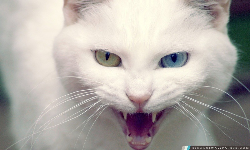 Angry Cat, Arrière-plans HD à télécharger