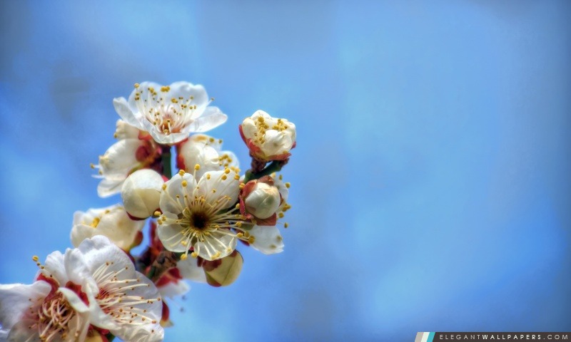 Teintée en rouge Plum Blossoms, Arrière-plans HD à télécharger