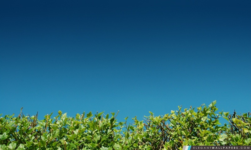 Buissons verts contre un ciel bleu, Arrière-plans HD à télécharger