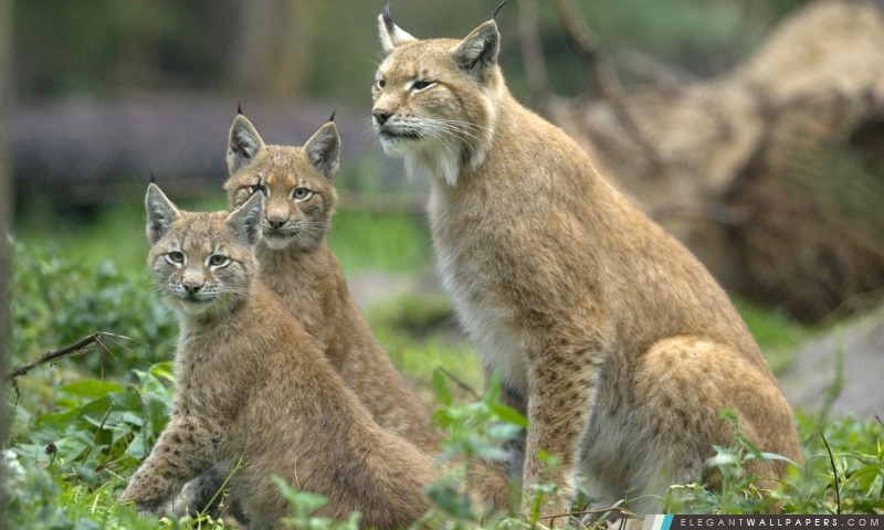 Lynx Lynx Lynx Avec Cubs Münster Allemagne, Arrière-plans HD à télécharger