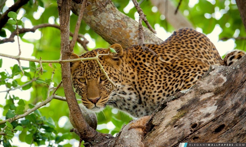 Leopard sauvage, Arrière-plans HD à télécharger
