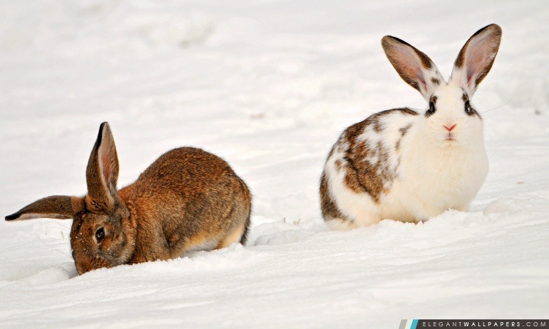 Deux lapins dans la neige, Arrière-plans HD à télécharger