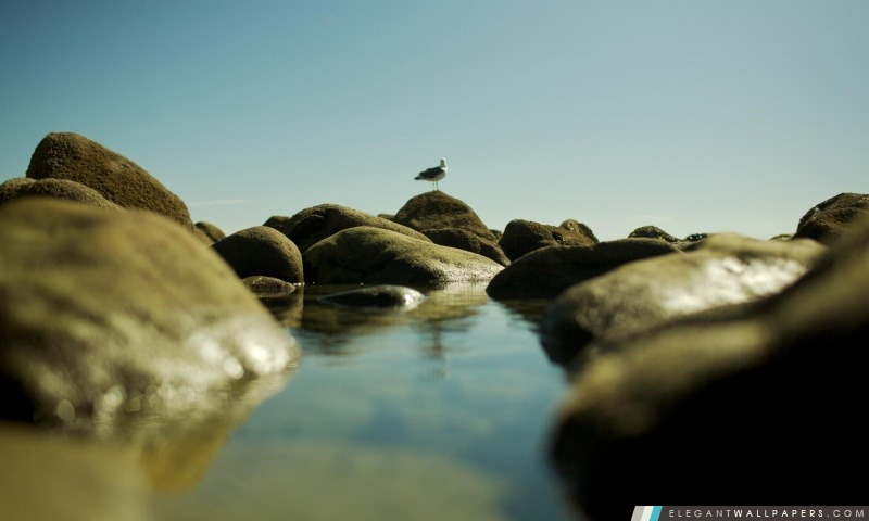 Seagull On The Rocks, Arrière-plans HD à télécharger