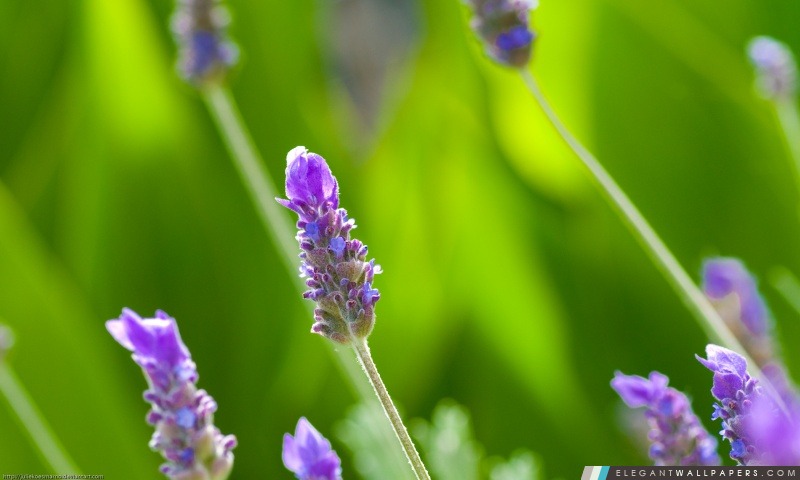 Macro violet plantes, Arrière-plans HD à télécharger