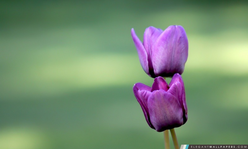 Deux tulipes pourpres, Arrière-plans HD à télécharger