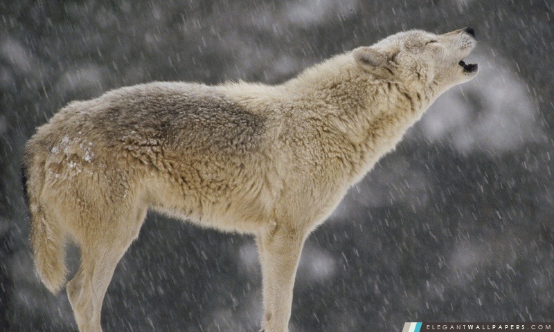 Bois Femme Loup hurlant Amérique du Nord, Arrière-plans HD à télécharger