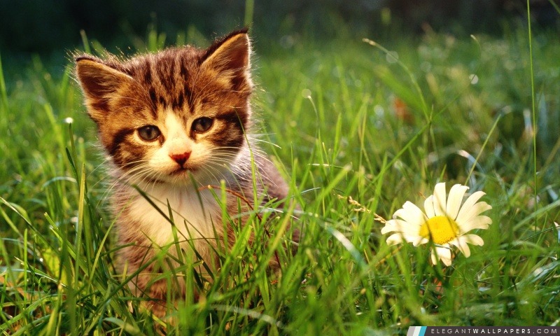 Cute Kitten proximité d'une fleur, Arrière-plans HD à télécharger