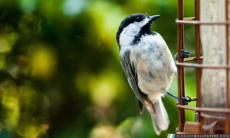 Bird On A Fence, Arrière-plans HD à télécharger