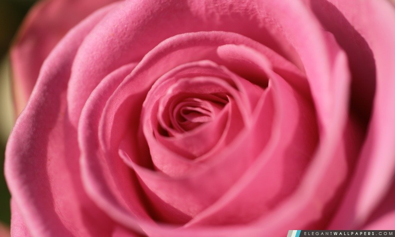 Rose rose Macro, Arrière-plans HD à télécharger