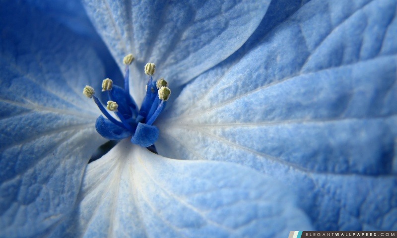 Fleur bleue, Arrière-plans HD à télécharger