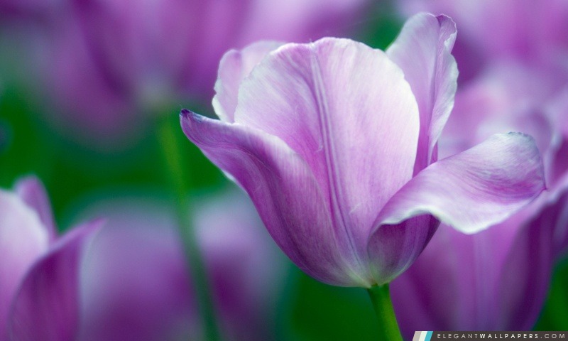 Violet Tulip, Arrière-plans HD à télécharger