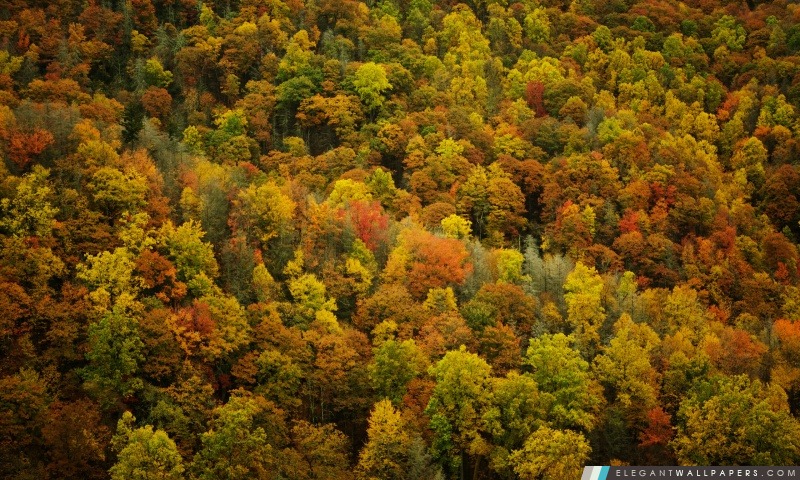 Forêt en automne, Arrière-plans HD à télécharger