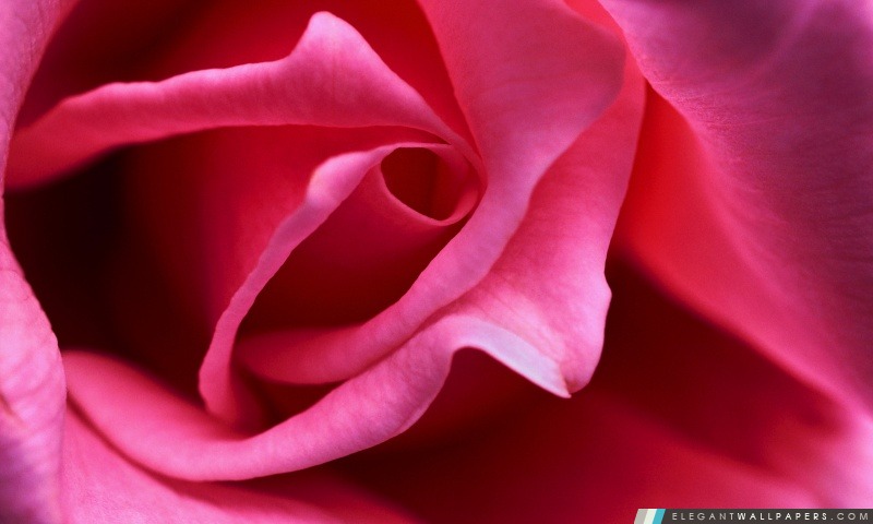 Hot Pink Rose Gros plan, Arrière-plans HD à télécharger