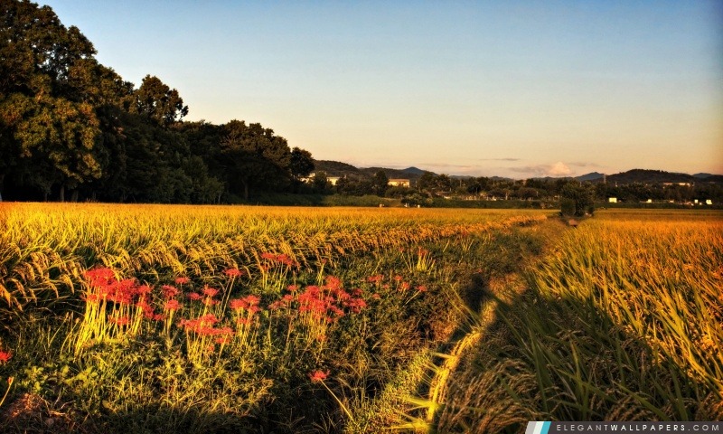 Higanbana au long des rizières, Arrière-plans HD à télécharger
