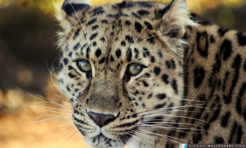 Leopard Gros, Arrière-plans HD à télécharger