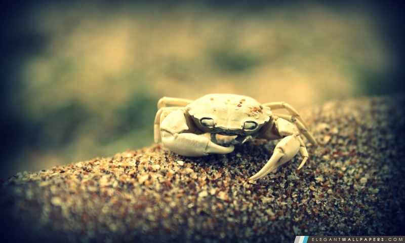 Crabe, Arrière-plans HD à télécharger