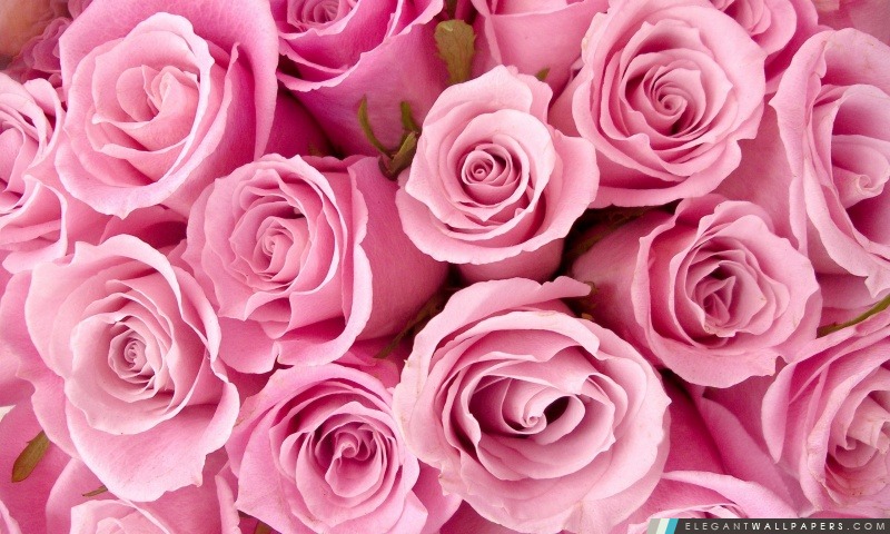 Roses roses Close-up, Arrière-plans HD à télécharger