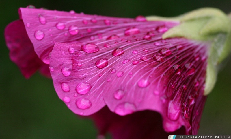 Wet fleur pourpre, Arrière-plans HD à télécharger