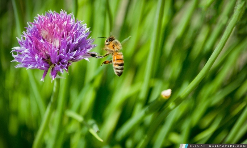Little Honey Bee, Arrière-plans HD à télécharger