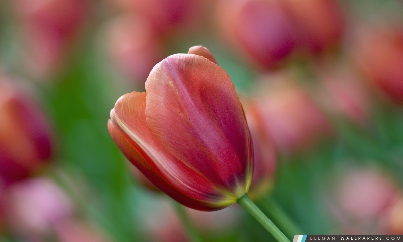 Tulip Bokeh, Arrière-plans HD à télécharger