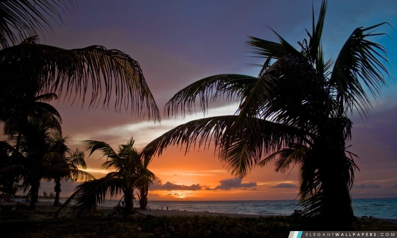 Palmiers sur la plage Coucher de soleil, Arrière-plans HD à télécharger