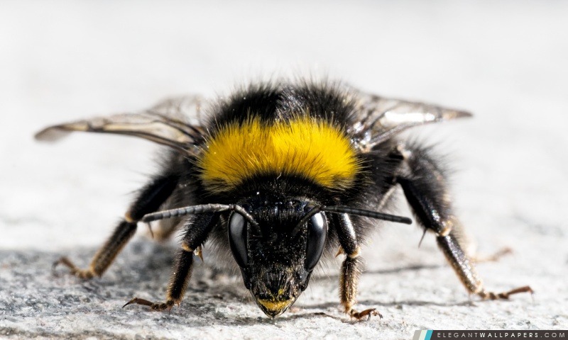 Bee Close Up, Arrière-plans HD à télécharger