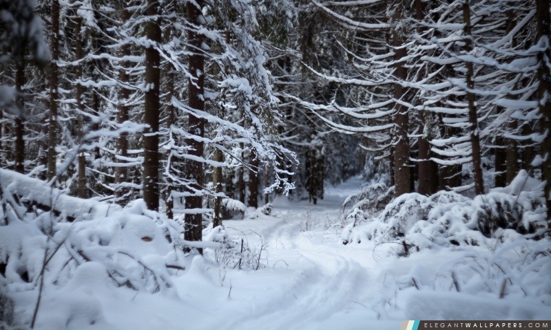 Forest Trail dans la neige, Arrière-plans HD à télécharger