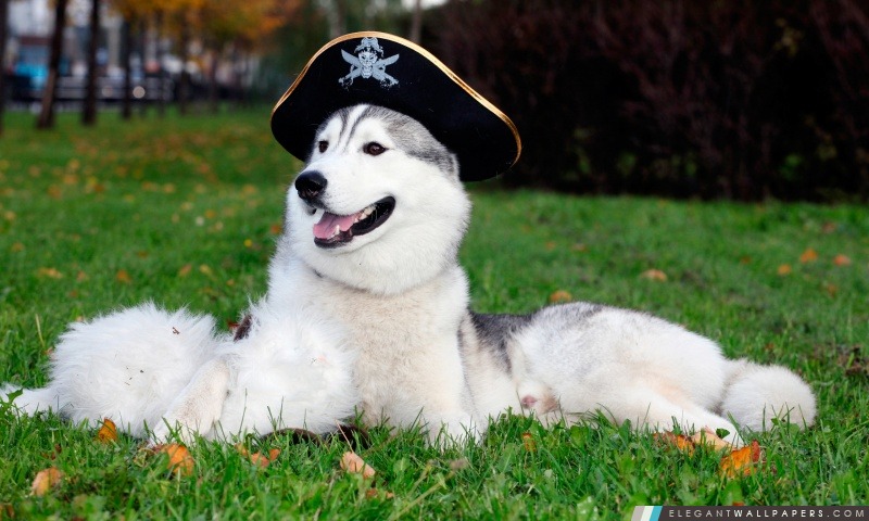 Husky Avec chapeau de pirate, Arrière-plans HD à télécharger