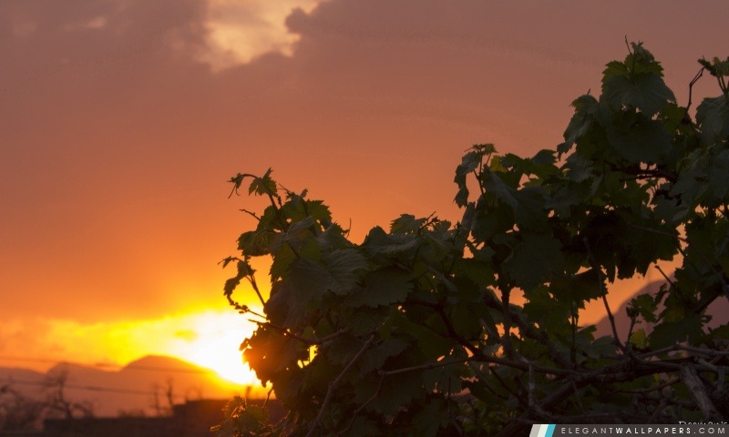 Feuilles de vigne baignade Au Soleil, Arrière-plans HD à télécharger