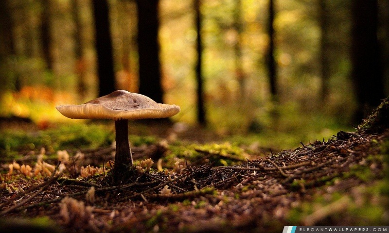 Mushroom Forest, Arrière-plans HD à télécharger
