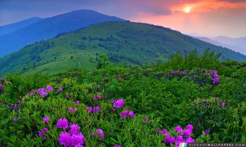 Purple Mountain Fleurs, Arrière-plans HD à télécharger