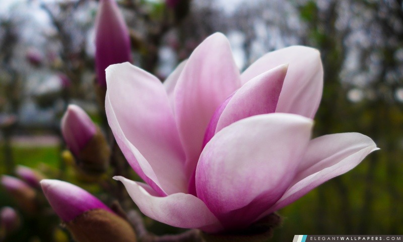 Arbre de magnolia, Arrière-plans HD à télécharger