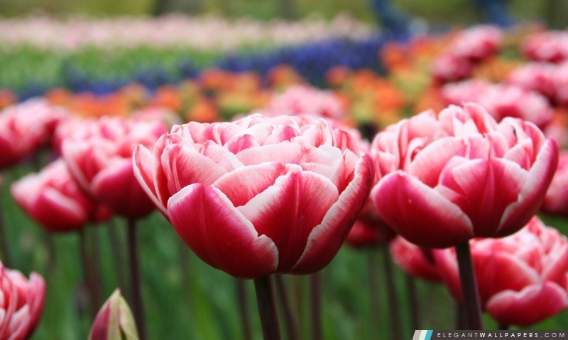 Tulipes rouges roses, Arrière-plans HD à télécharger