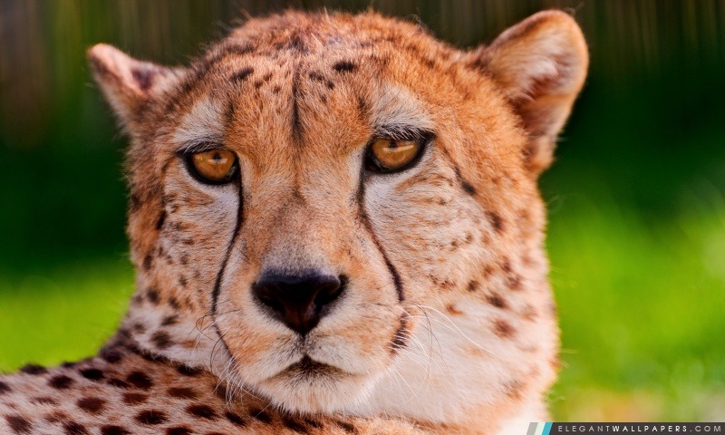 Cheetah Portrait, Arrière-plans HD à télécharger
