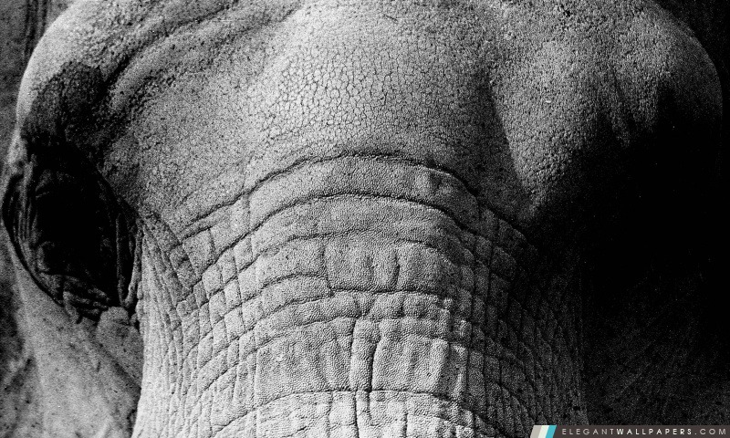 Visage d'éléphant, Arrière-plans HD à télécharger