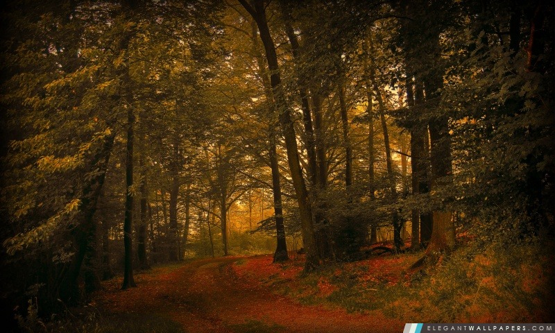 Journée d'automne dans la forêt, Arrière-plans HD à télécharger