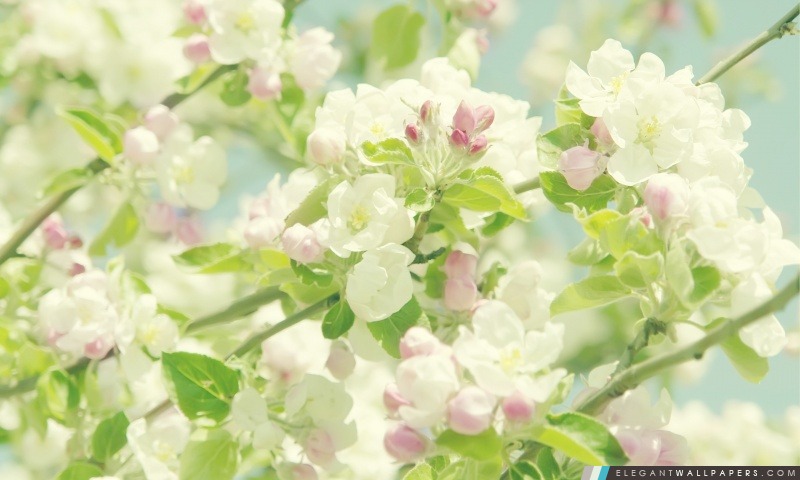 Blooming Apple Tree, Arrière-plans HD à télécharger