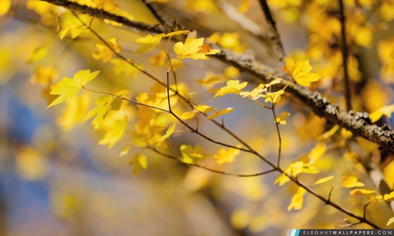 Octobre feuilles jaunes, Arrière-plans HD à télécharger