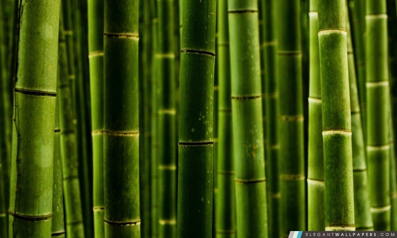 Bambou, Arrière-plans HD à télécharger