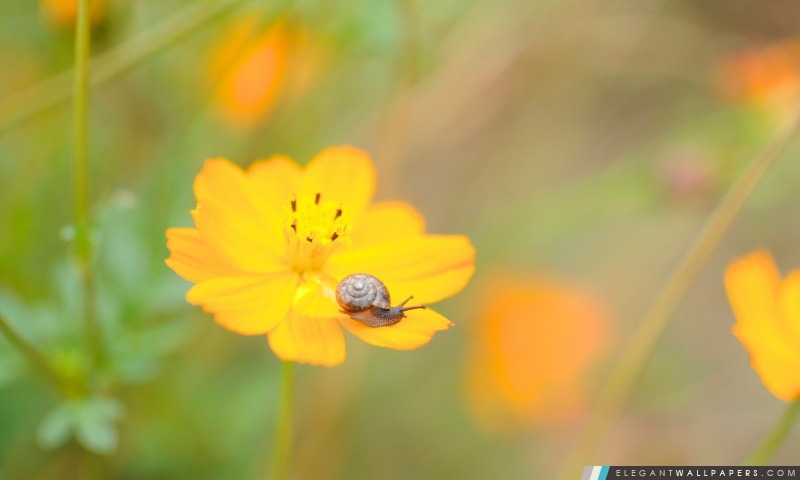 Un escargot sur une fleur, Arrière-plans HD à télécharger