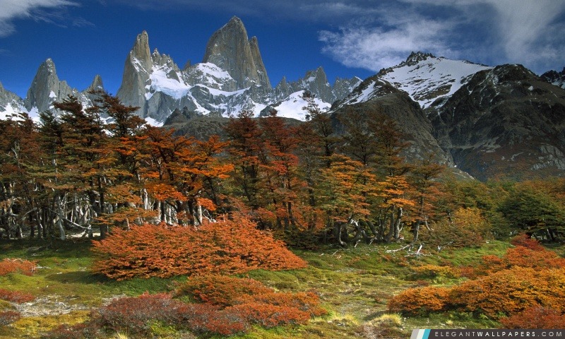 Fitzroy et de hêtres en automne Parc National Los Glaciares en Patagonie Argentine, Arrière-plans HD à télécharger