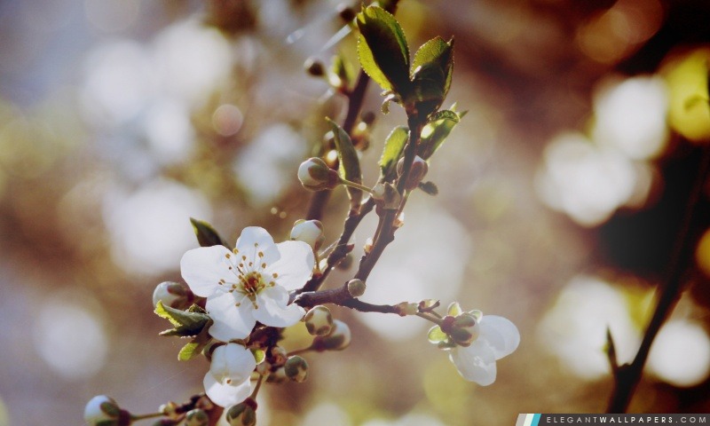 Fleurs de cerisier et de bourgeons, Arrière-plans HD à télécharger