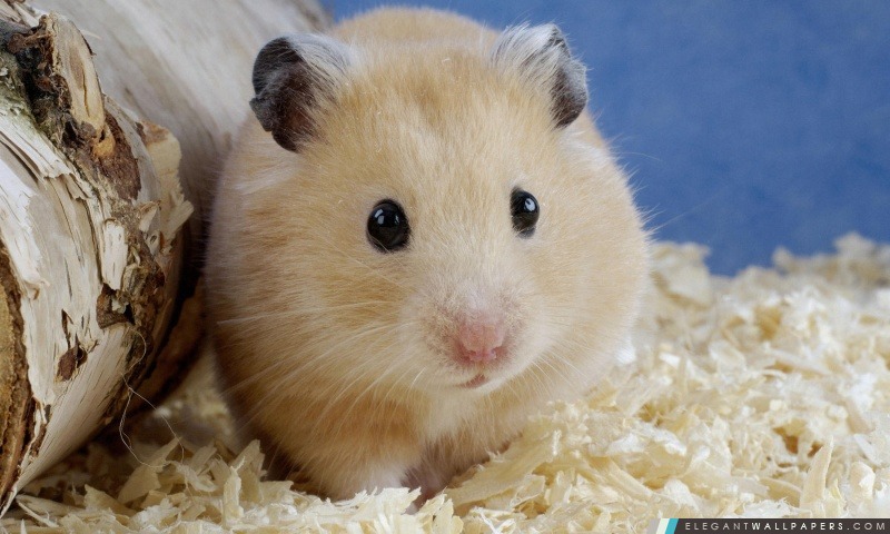 Hamster doré Mesocricetus Auratus, Arrière-plans HD à télécharger
