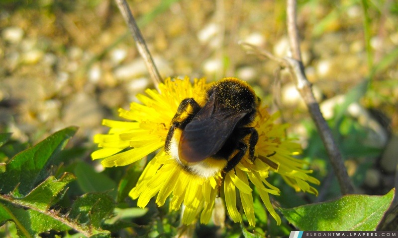 Bumble abeille sur une fleur de pissenlit, Arrière-plans HD à télécharger