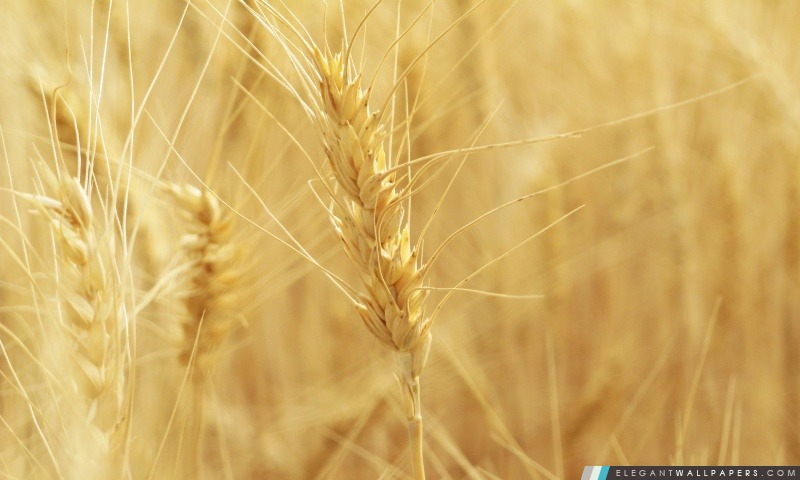 Transitoires de blé, Arrière-plans HD à télécharger