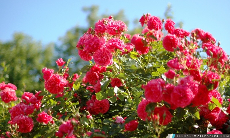 Roses Bush, Arrière-plans HD à télécharger