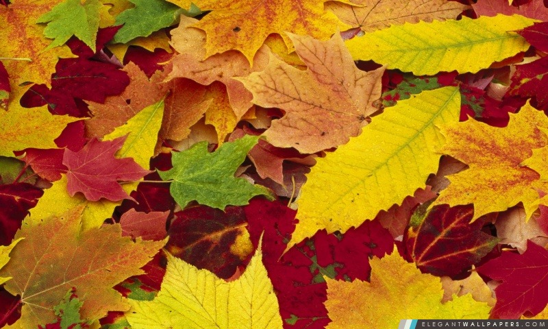 Autumn Leaves Changer de couleur, Arrière-plans HD à télécharger